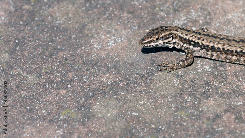 Obraz premium Mauereidechse