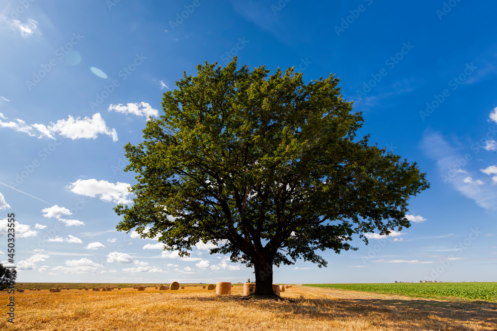 wheat field and oak in an agricultural field