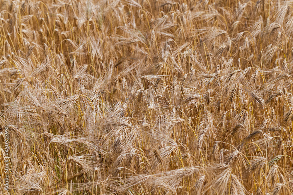 yellowed rye field about the time of maturation yellowed rye field about the time of maturation