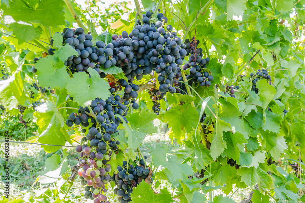 Grape vines at harvest time