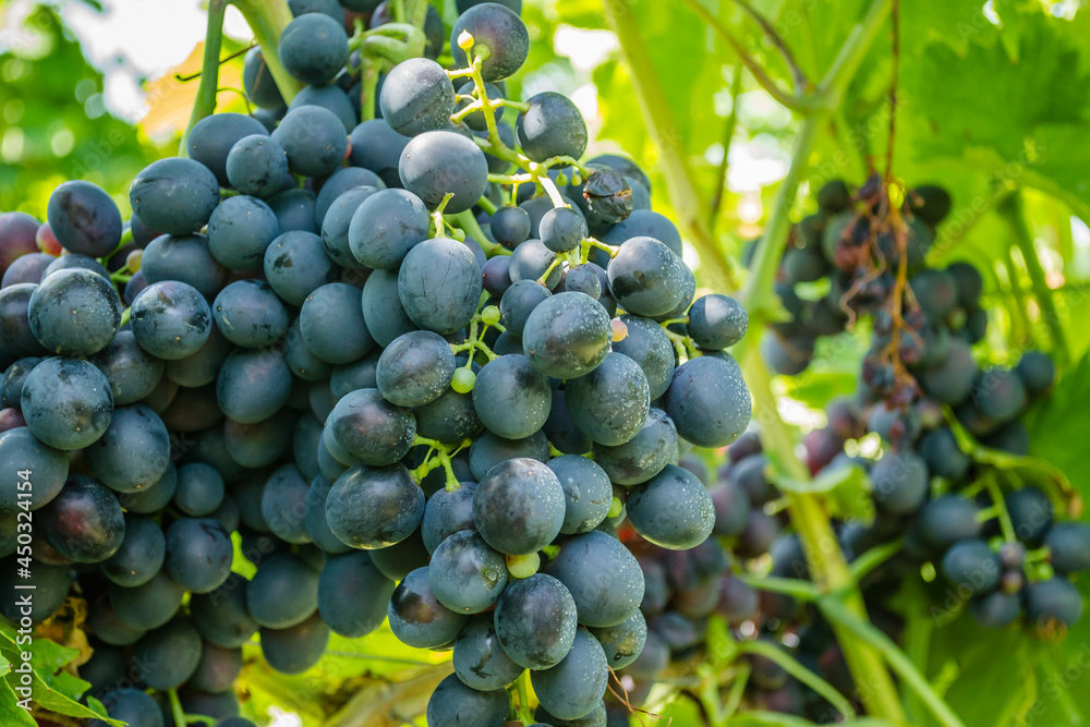 Grape vines at harvest time