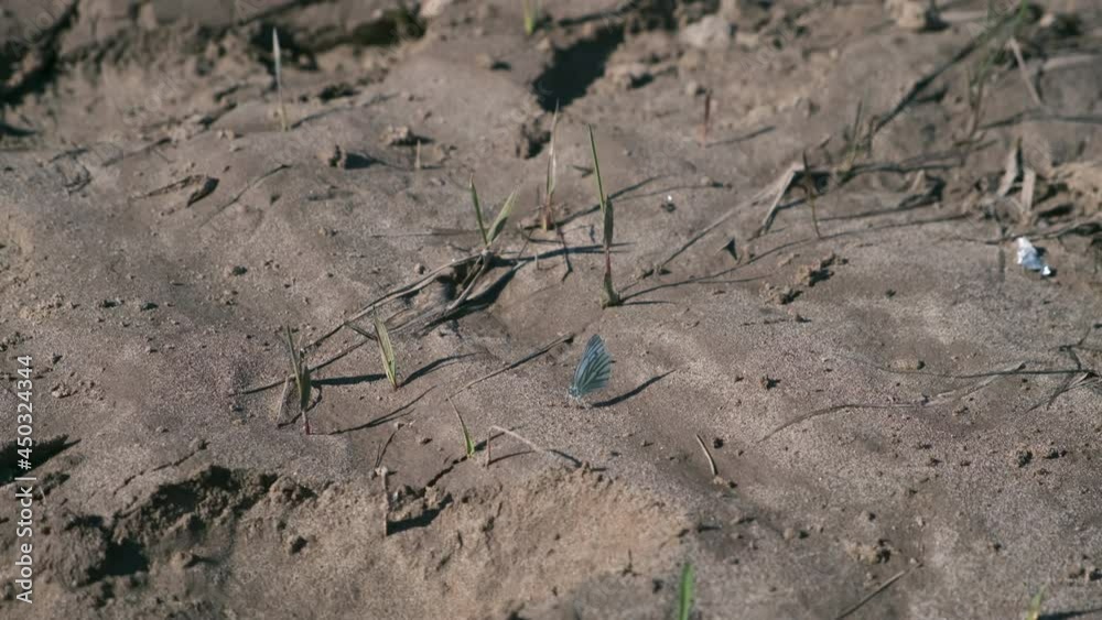 Many white butterflies are sitting on the sand and flying over it. Wildlife of creatures and insect in wild nature. Observation for animals. Many white butterflies are sitting on the sand and flying over it. Wildlife of creatures and insect in wild nature. Observation for animals.
