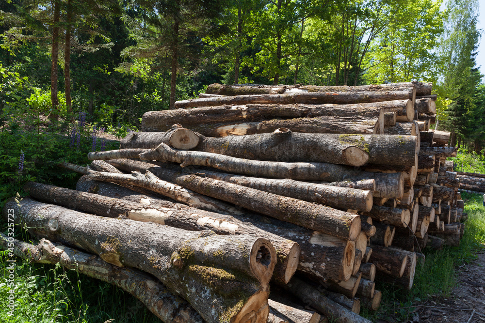 pine trunks during the preparation of wood pine trunks during the preparation of wood