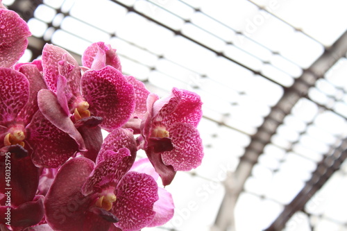 Nature Flowers Forest 
