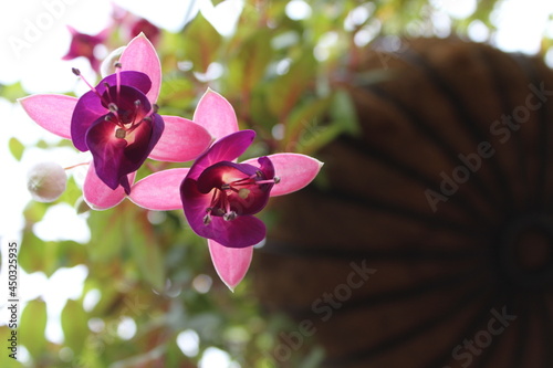 Nature Flowers Forest 