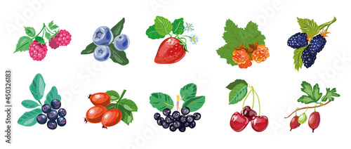 Berry collection hand drawn realistic style, berries set isolated on white