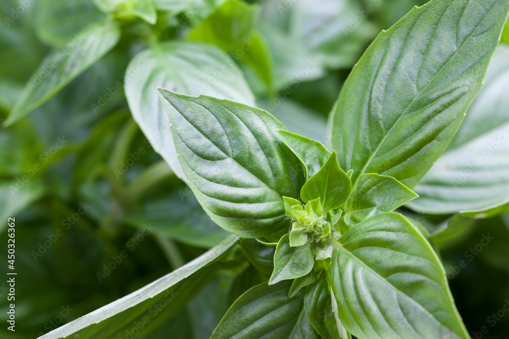 Fototapeta premium fresh and fragrant green basil