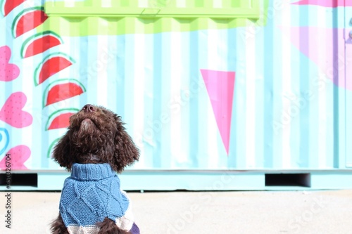Chocolate Labradoodle  