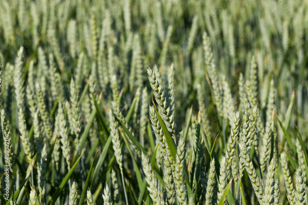 an agricultural field where wheat is grown an agricultural field where wheat is grown