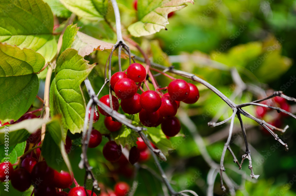Viburnum berries closeup, red and green leaf Viburnum berries closeup, red and green leaf