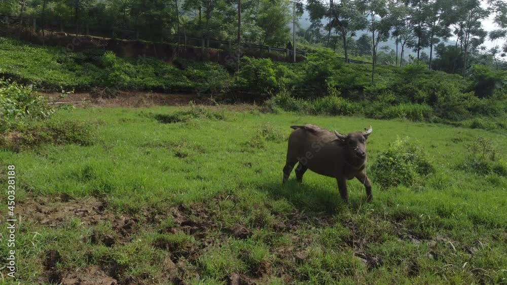Water Buffalo