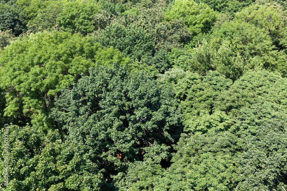 trees covered with green foliage in summer