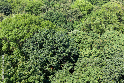trees covered with green foliage in summer