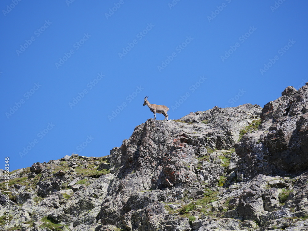 Chamois adulte sur promontoire de loin sur fond de ciel bleu