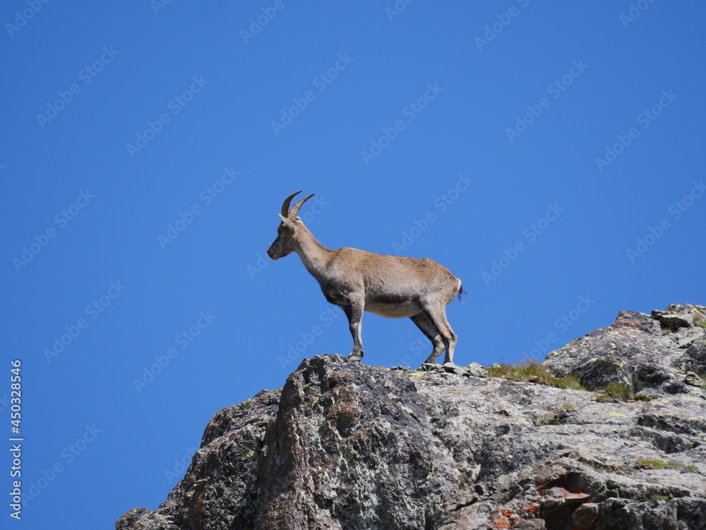 Chamois adulte sur promontoire sur fond de ciel bleu