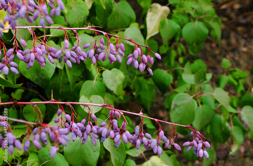 Lilac barberry branch