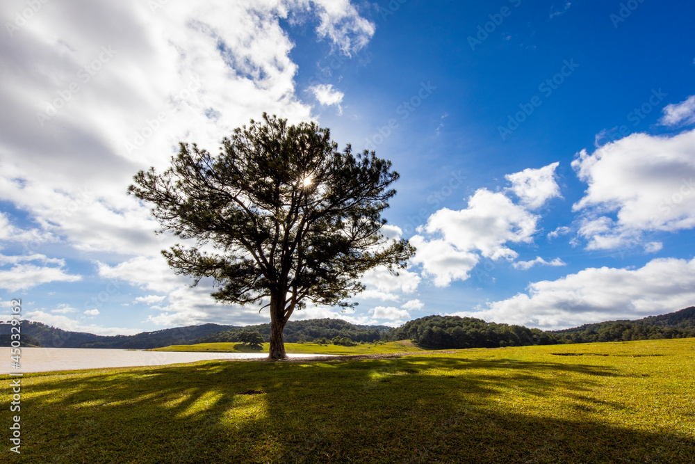 tree on a field tree on a field