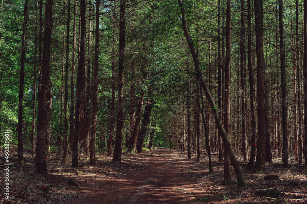 Obraz premium Path in dense sunny forest in summer.