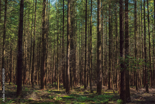 Trunks of pines in a dense forest in summer.
