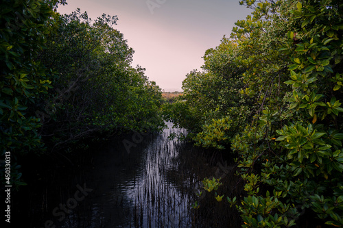 Mangrove forest on the tropical place