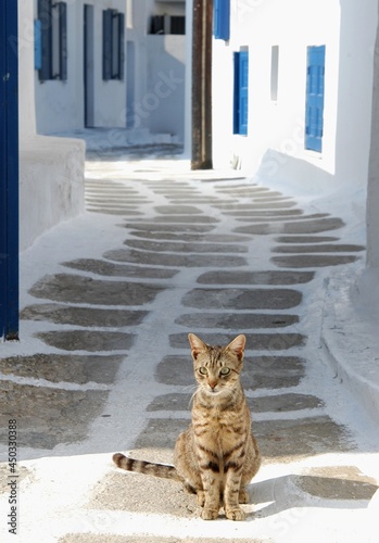 Cat living in Mykonos town © i_moppet