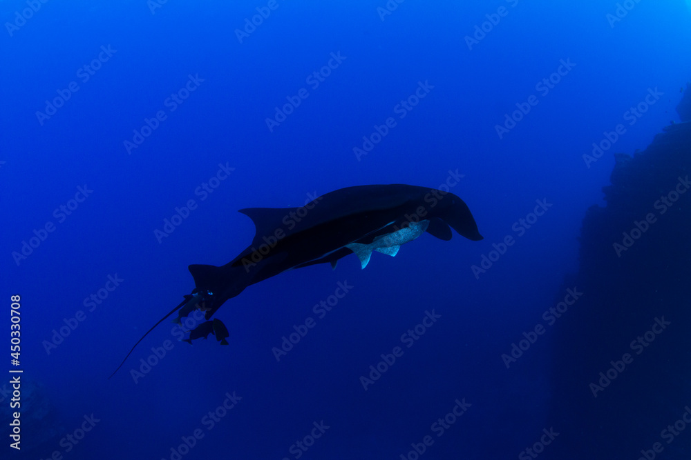 Obraz premium Black Manta Ray at Islas Revillagigedos, Mexico