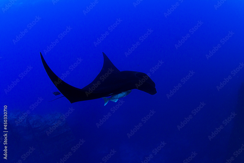 Obraz premium Black Manta Ray at Islas Revillagigedos, Mexico