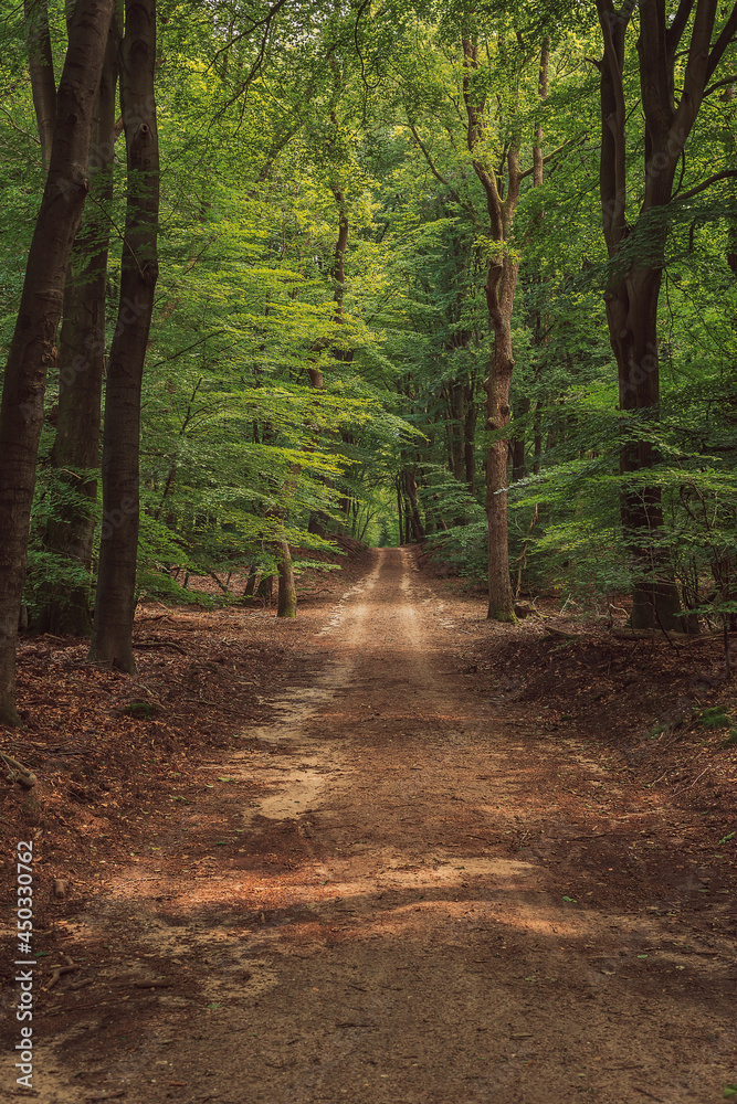 Fototapeta premium Hiking trail in lush dense summer deciduous forest.