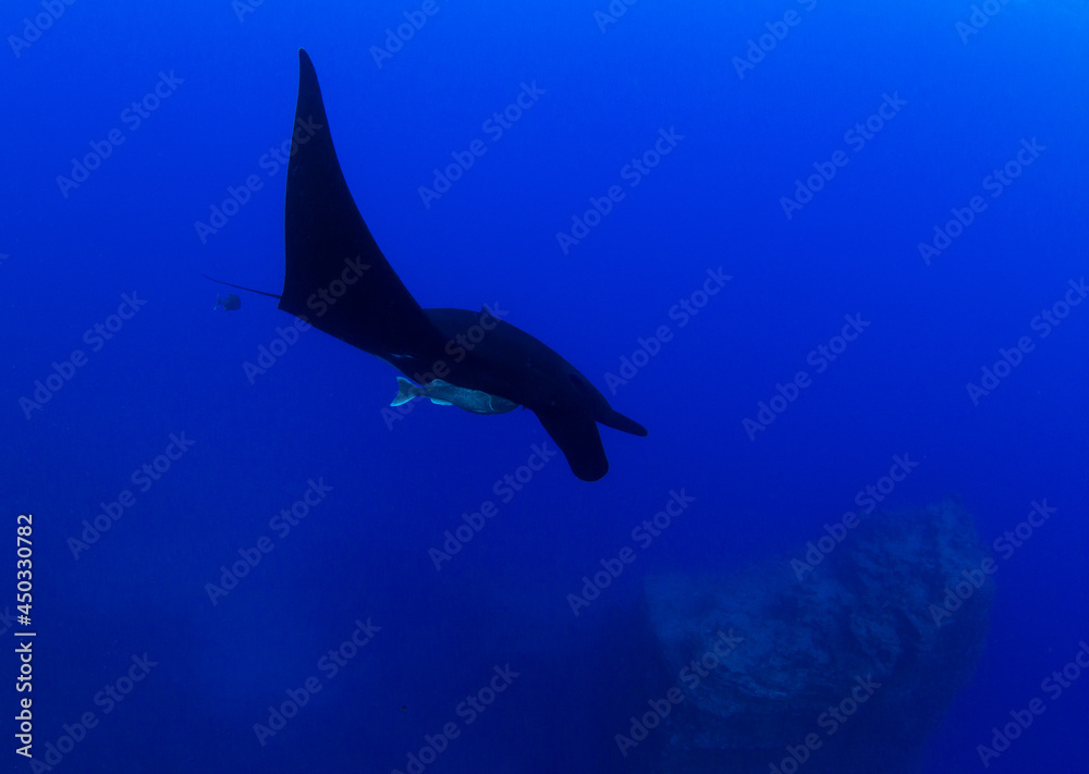 Black Manta Ray at Islas Revillagigedos, Mexico