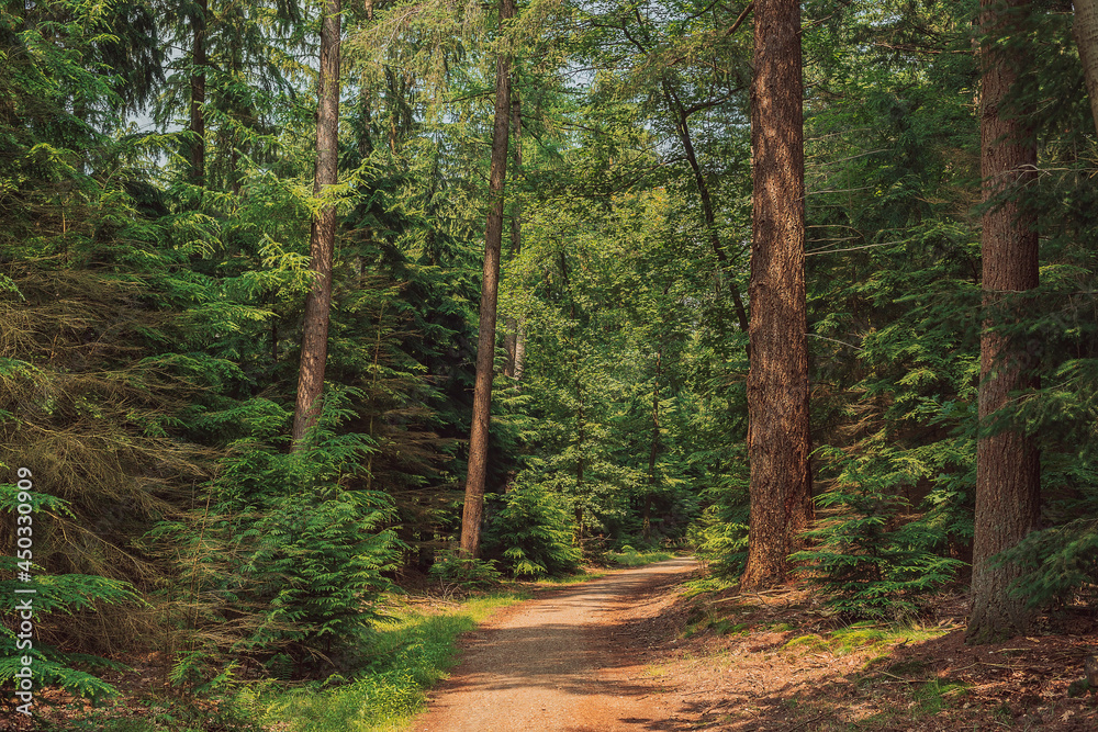 Fototapeta premium Hiking trail in a pine forest during the summer.