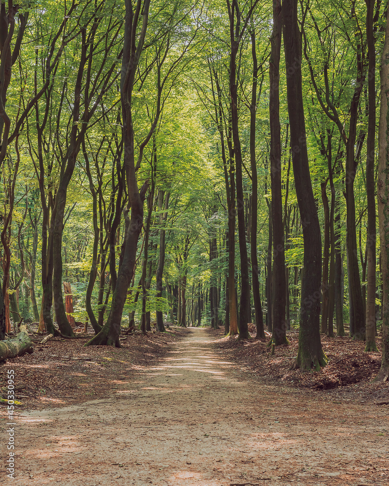 Fototapeta premium Hiking trail between winding tree trunks in a deciduous forest during the summer.