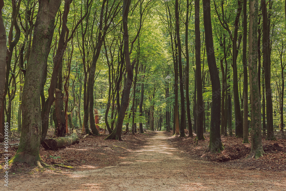 Naklejka premium Hiking trail between winding tree trunks in a deciduous forest during the summer.
