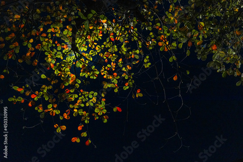 eagle tree leaf change season