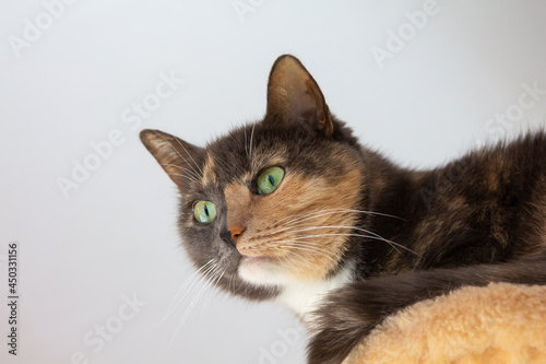 Domestic tricolor (white, gray, red) mestizo cat with yellow-green eyes on white background. Close-up, bottom view.