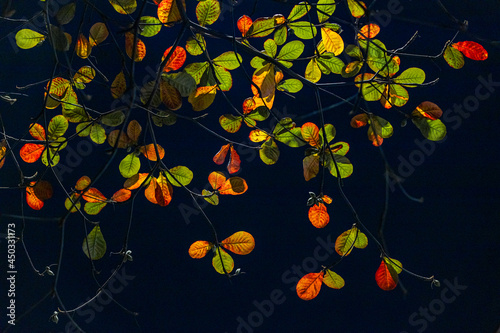 eagle tree leaf change season