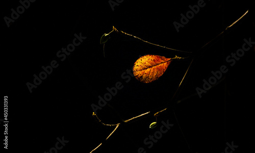 eagle tree leaf change season