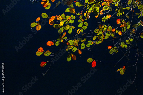 eagle tree leaf change season