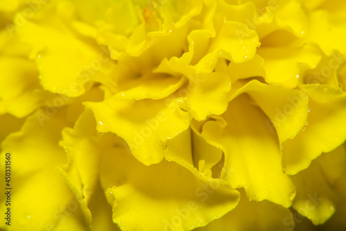 Close-up of a yellow flower bud in soft focus at high magnification