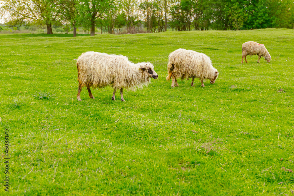 Sheep are grazing grass, on a pasture, meadow over hill Sheep are grazing grass, on a pasture, meadow over hill