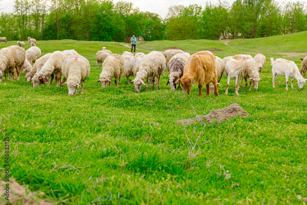 Sheep are grazing grass, on a pasture, meadow over hill Sheep are grazing grass, on a pasture, meadow over hill
