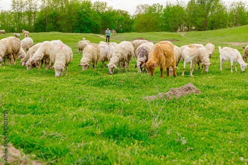 Sheep are grazing grass, on a pasture, meadow over hill