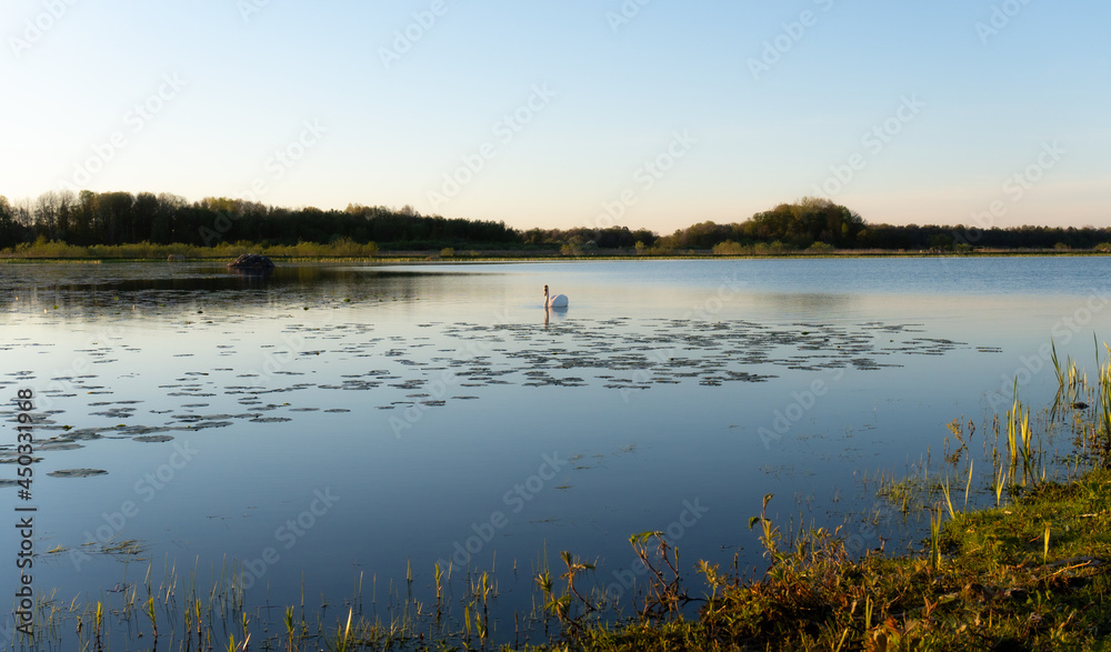 Swan on a lake in sunset