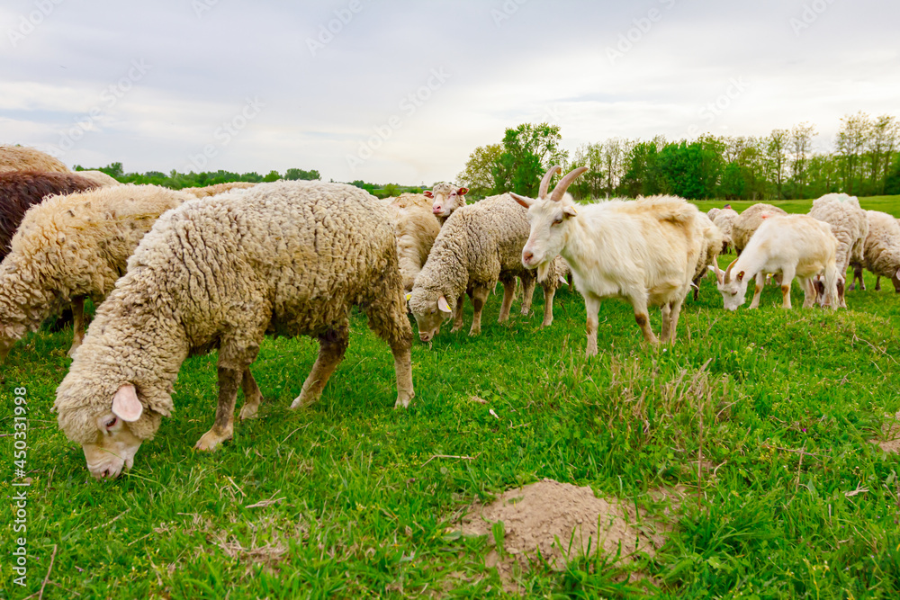 Mixed herd of sheep and goats are grazing grass, on a pasture, meadow Mixed herd of sheep and goats are grazing grass, on a pasture, meadow