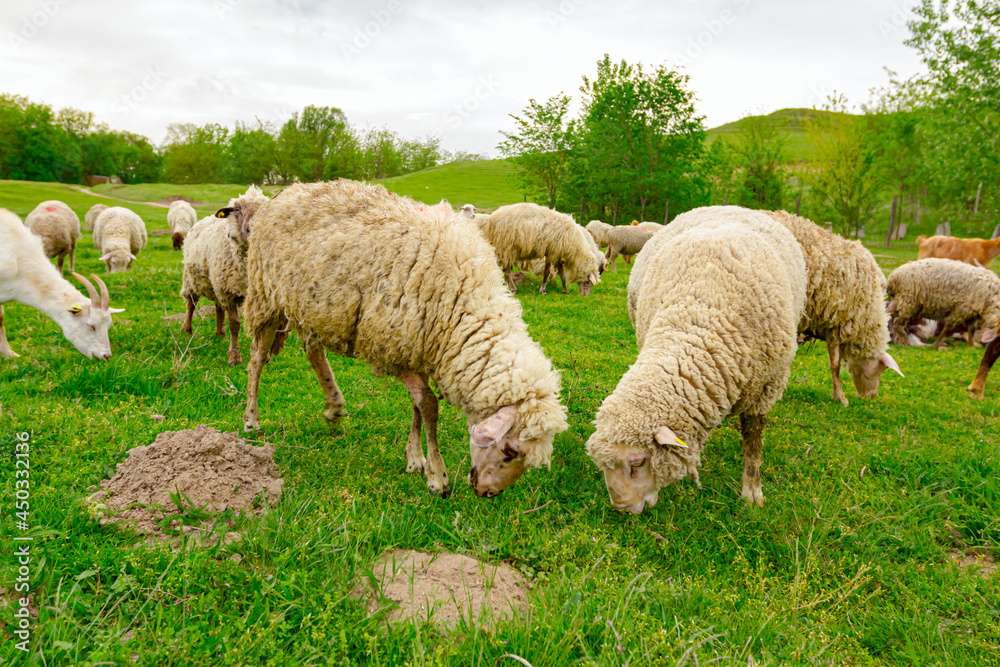 Sheep are grazing grass, on a pasture, meadow over hill Sheep are grazing grass, on a pasture, meadow over hill
