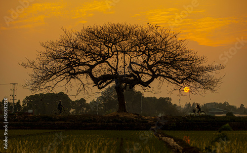 eagle tree leaf change season