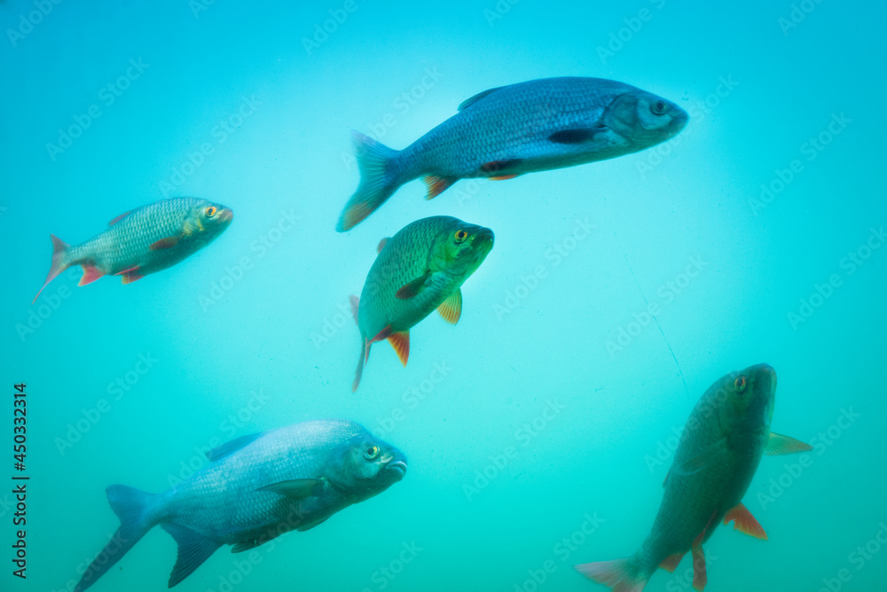 Naklejka premium School of Fishes in a lake