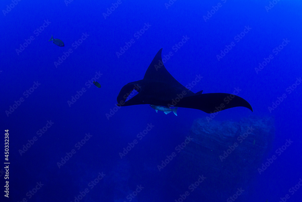 Obraz premium Black Manta Ray at Islas Revillagigedos, Mexico