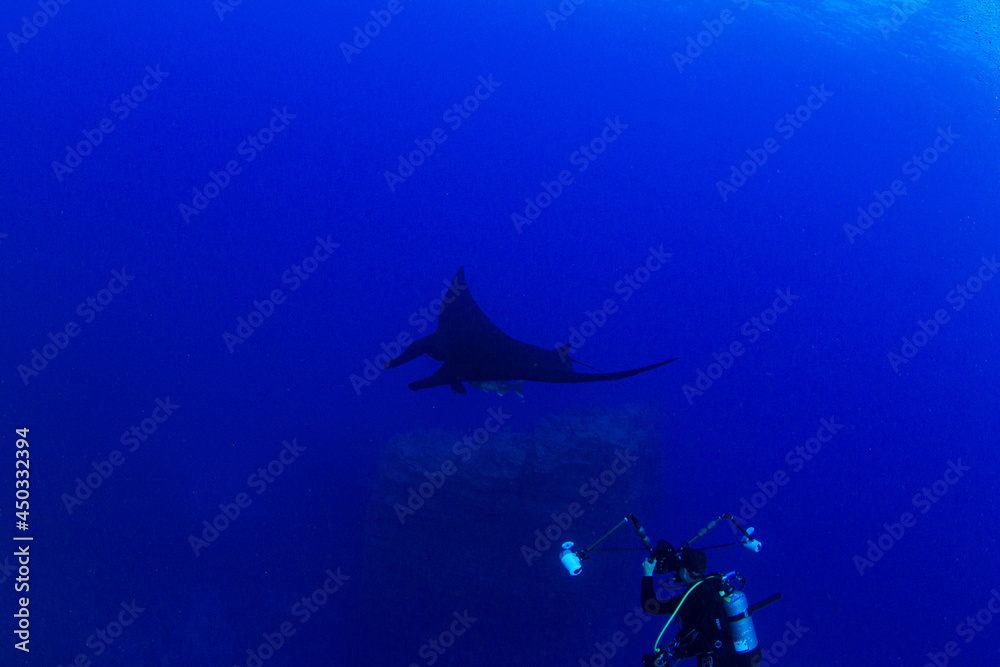 Obraz premium Black Manta Ray at Islas Revillagigedos, Mexico
