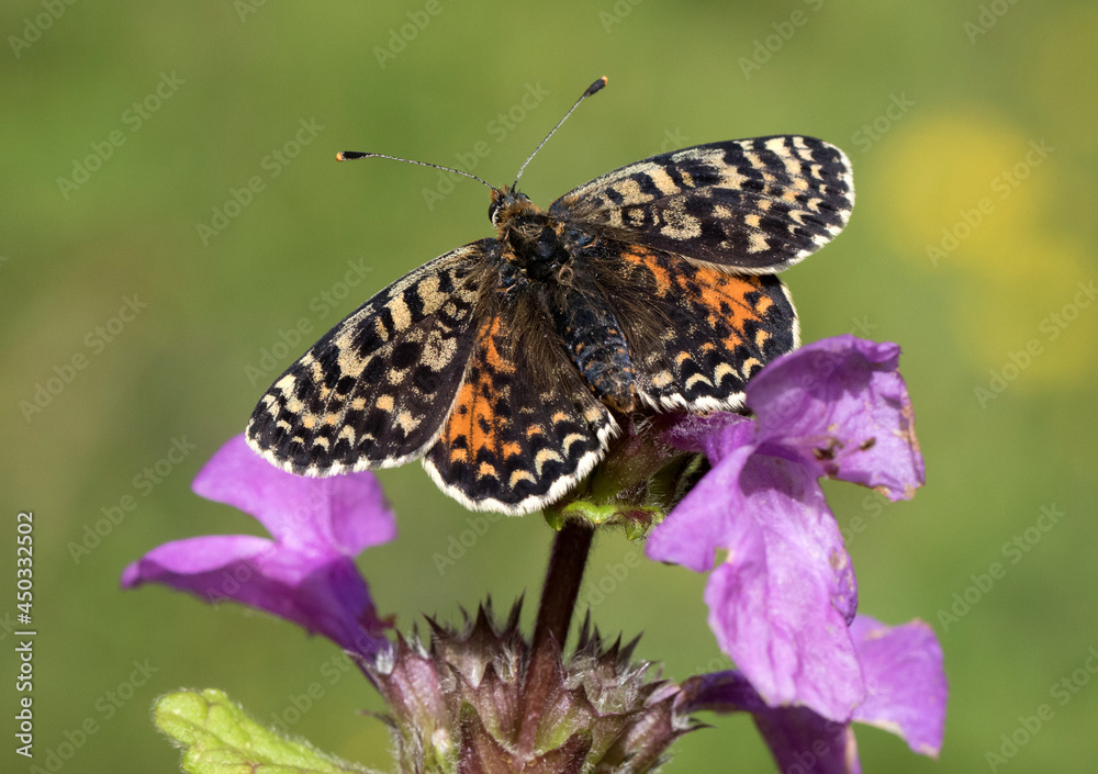 Obraz premium Spotted fritillary