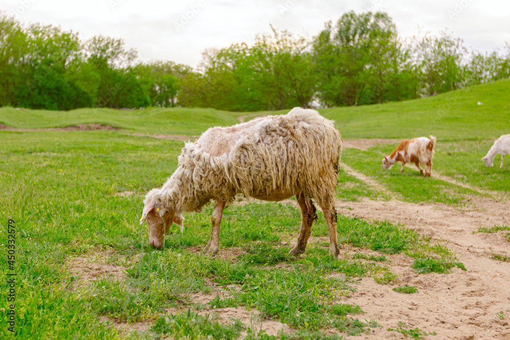 Sheep are grazing grass, on a pasture, meadow over hill Sheep are grazing grass, on a pasture, meadow over hill